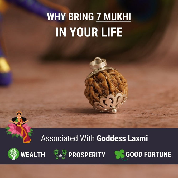 Certified 7 Mukhi Laxmi Rudraksh (Nepali Original) + Nazar Dhaga (FREE)