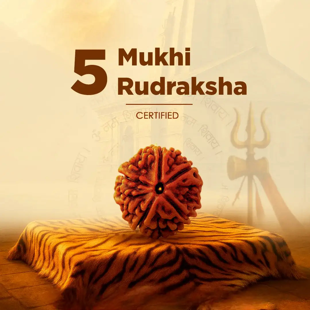5 Mukhi Rudraksh