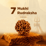 7 Mukhi Laxmi Rudraksh