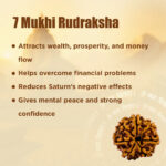 7 Mukhi Laxmi Rudraksh - Image 3
