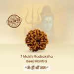 7 Mukhi Laxmi Rudraksh - Image 5